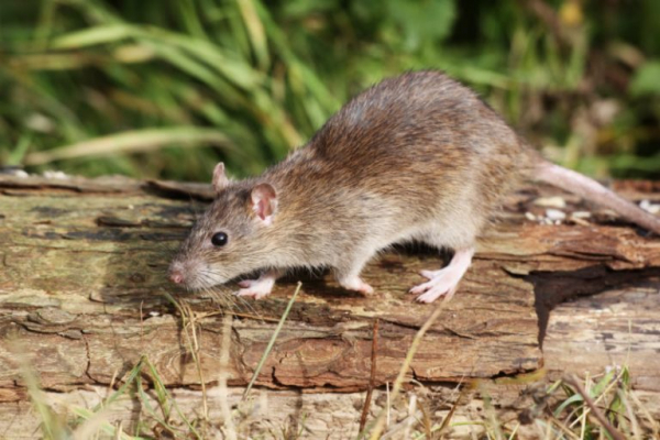 10 идей, как избавиться от мышей в дачном доме (только проверенные средства!)